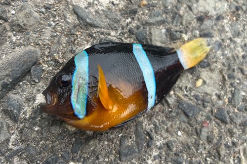 クマノミの釣果