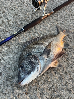 クロダイの釣果