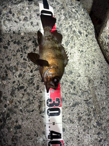 メバルの釣果