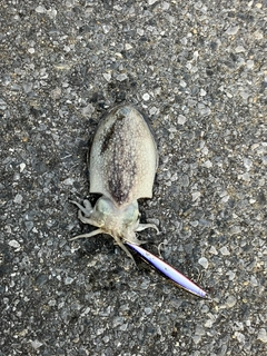 シリヤケイカの釣果