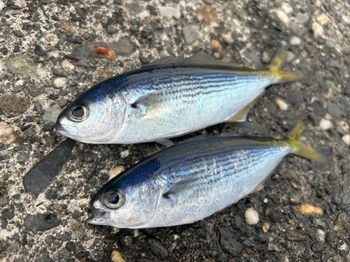 タカベの釣果