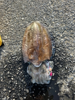 モンゴウイカの釣果