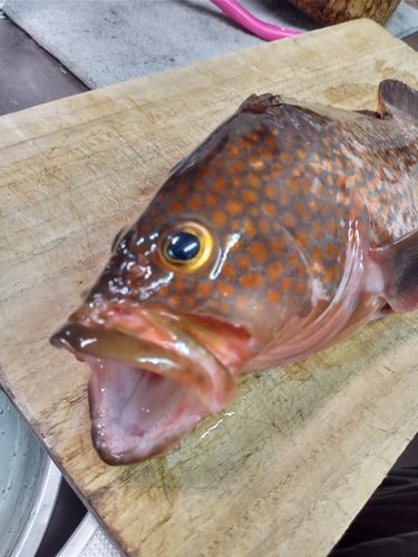 キジハタの釣果