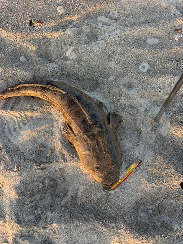 マゴチの釣果
