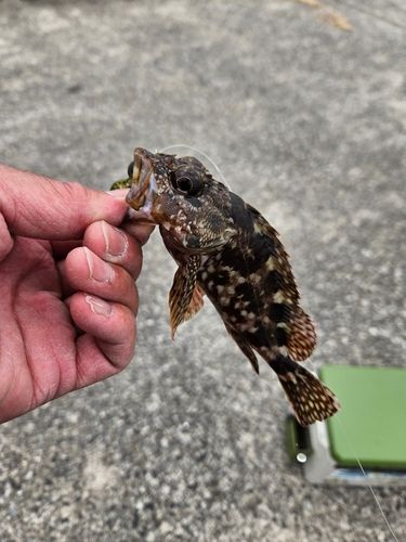 ガシラの釣果