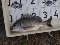 キビレの釣果