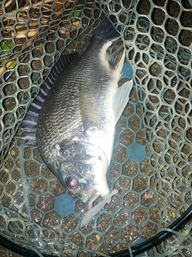 キビレの釣果