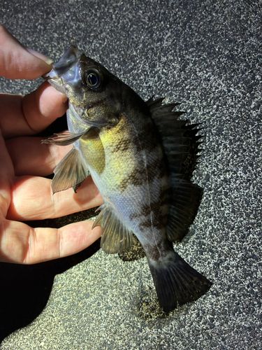 メバルの釣果