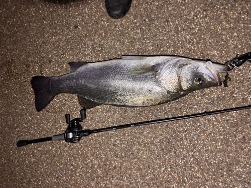 シーバスの釣果