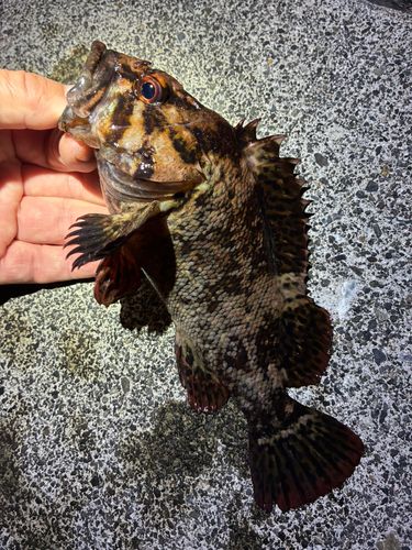 ソイの釣果