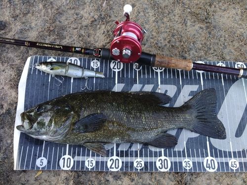 スモールマウスバスの釣果