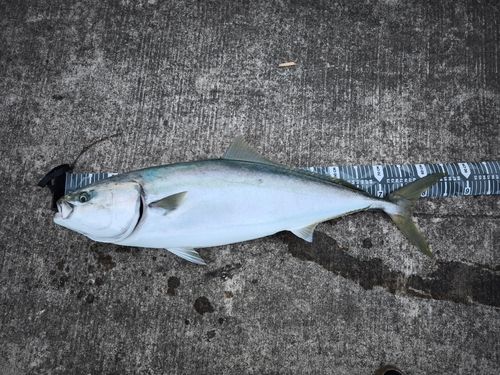 ワラサの釣果