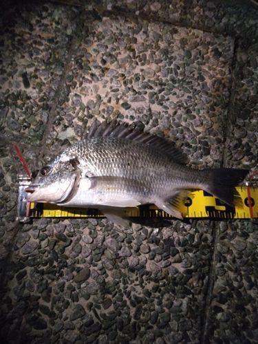 キビレの釣果