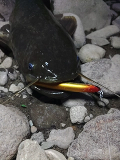 ナマズの釣果