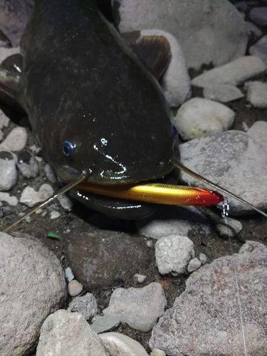 ナマズの釣果