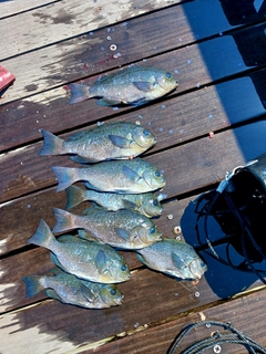 メジナの釣果