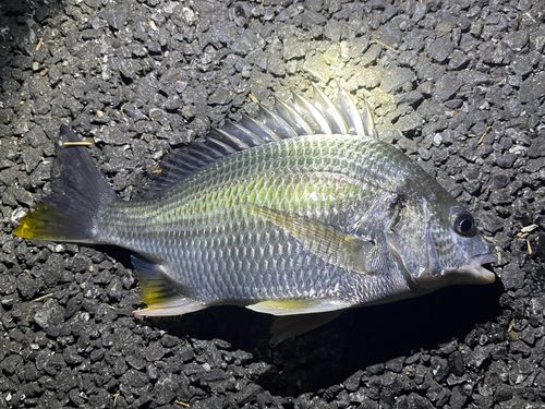 キビレの釣果