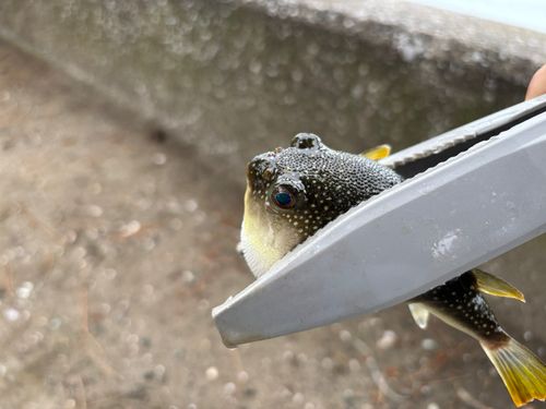 クサフグの釣果