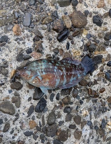 ホシササノハベラの釣果