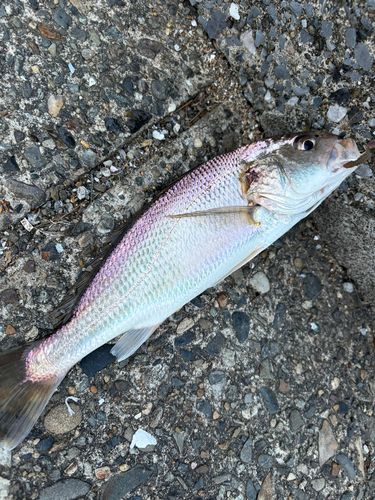 シログチの釣果