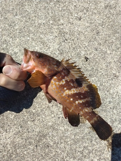 キジハタの釣果