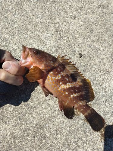 キジハタの釣果