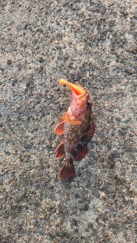カサゴの釣果