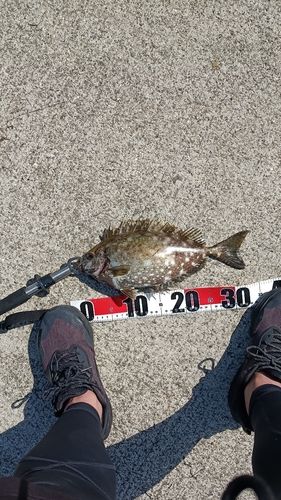 アイゴの釣果