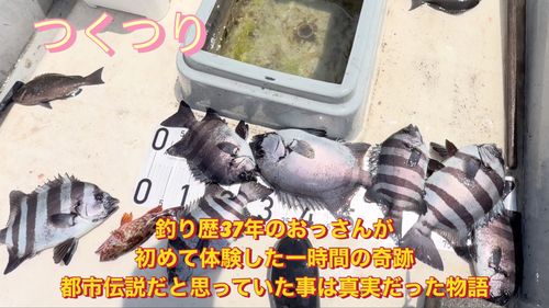 イシダイの釣果
