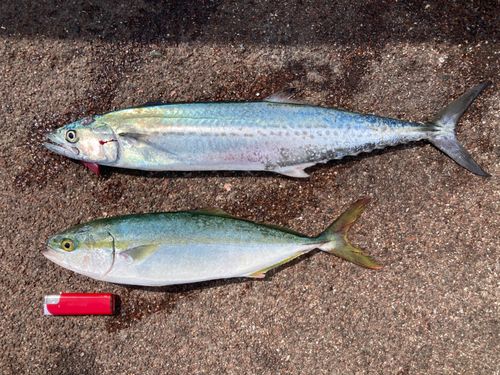 サゴシの釣果