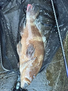 オオモンハタの釣果