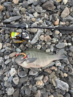 メジナの釣果