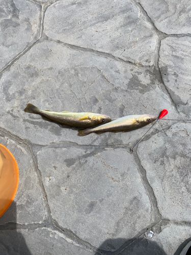 コマイの釣果