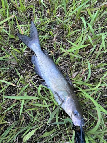 アメリカナマズの釣果