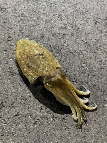 カミナリイカの釣果