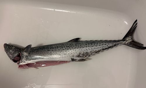 サワラの釣果