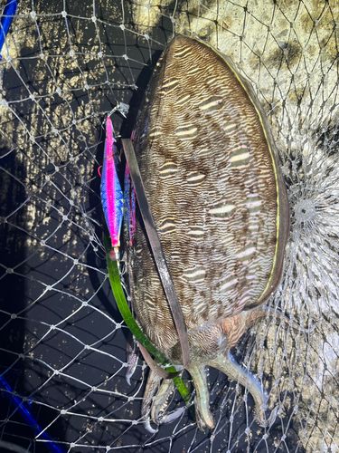モンゴウイカの釣果