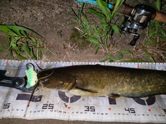 ナマズの釣果