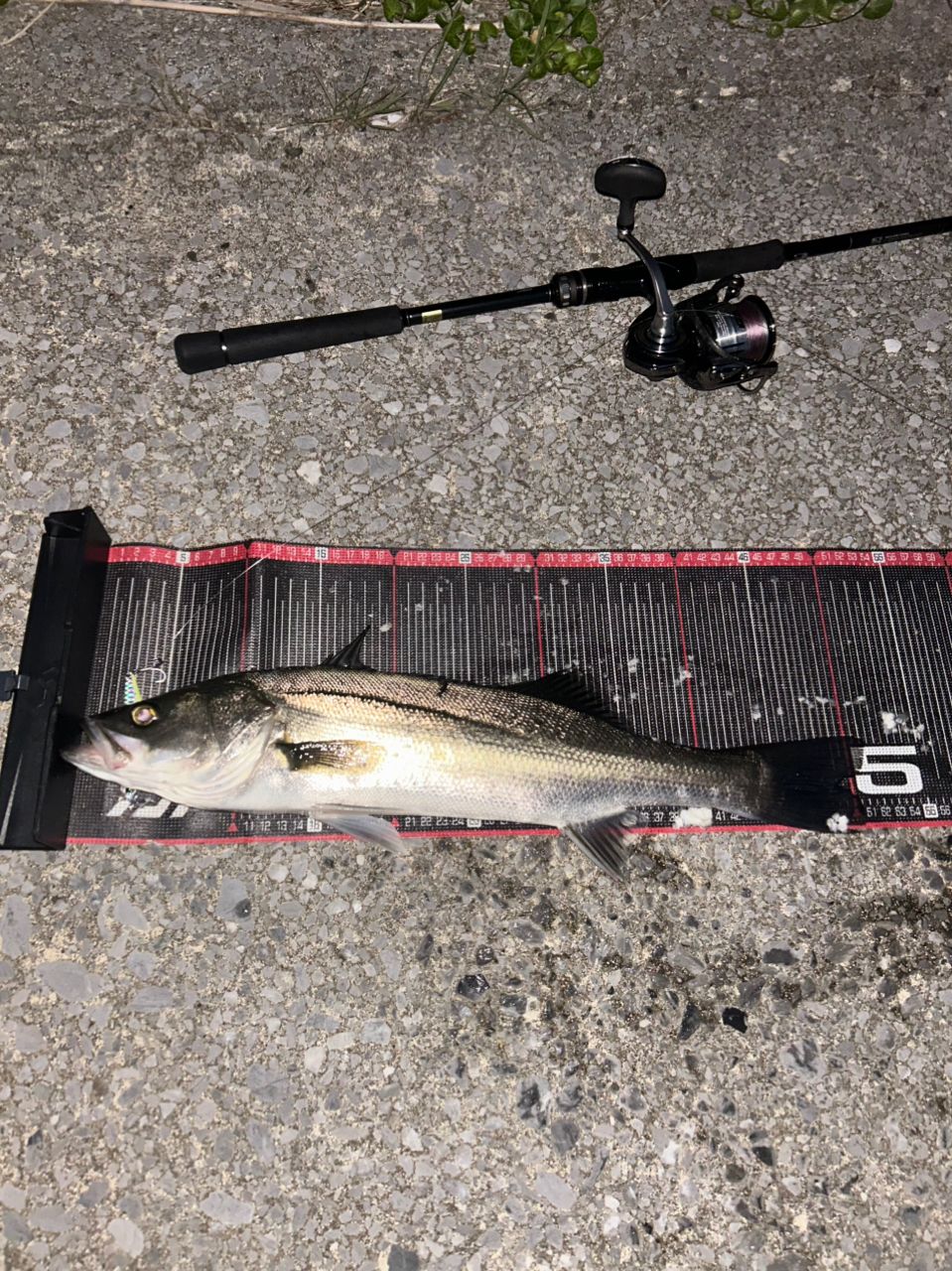 DAIWA 21ラブラックス AGS 93MLの最安値・インプレ・釣果 | 本音の