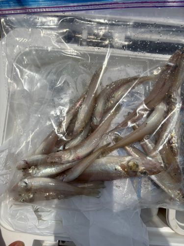 シロギスの釣果