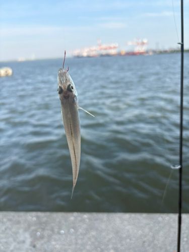 シロギスの釣果