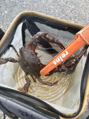 イシガニの釣果