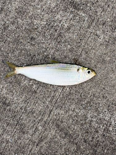 サッパの釣果