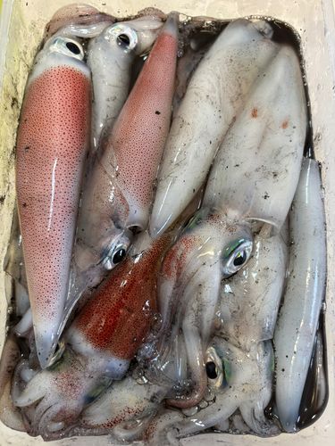 ケンサキイカの釣果