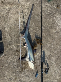 サメの釣果