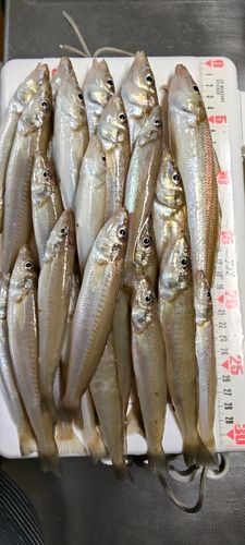 キスの釣果