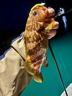 キジハタの釣果