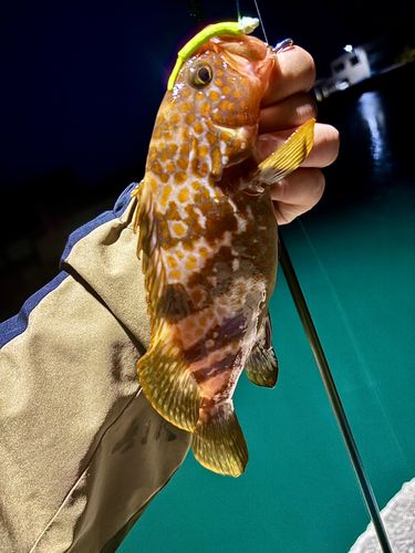 キジハタの釣果