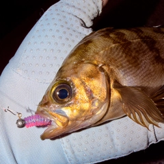 メバルの釣果