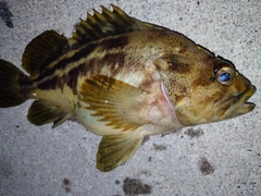 シマソイの釣果